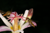 Tricyrtis 'Tojen' RCP8-10 067 with hoverfly.jpg